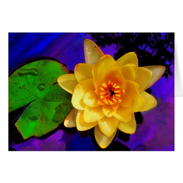 Yellow Water lily (Front Horizontal)