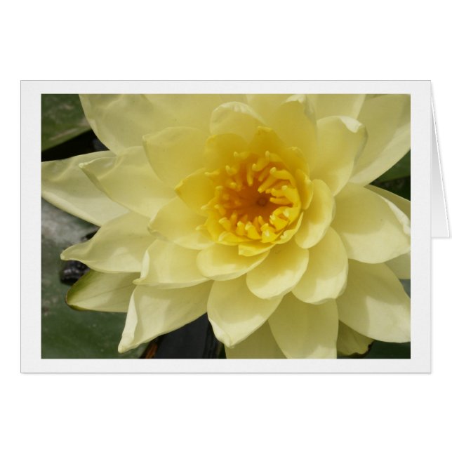 Yellow Water Lily Card (Front Horizontal)