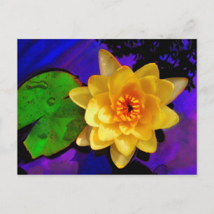 YELLOW WATER LILY POSTCARD
