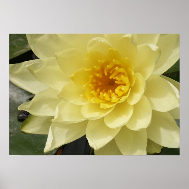 Yellow Water Lily Poster (Front)
