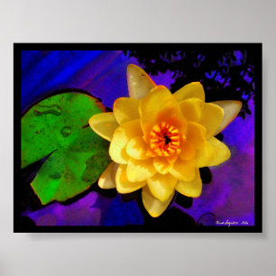 YELLOW WATER LILY ,          PRINT