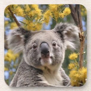 Yellow Wattle And Koala Bear, Coaster