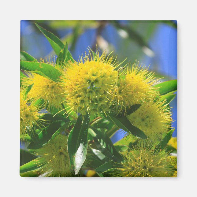 Yellow Wattle Tree Magnet (Front)