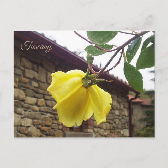 Yellow wet rose. Tuscany.Italy Postcard (Front)