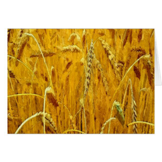 Yellow Wheat Field