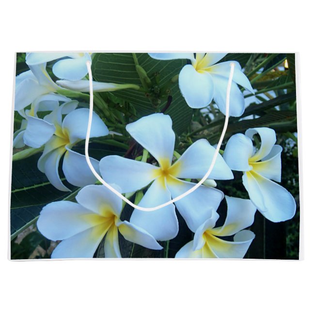 yellow, white, frangipani, flower, nature, summer, large gift bag (Front)