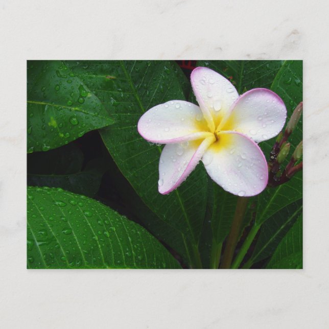 Yellow & White Hawaiian Plumeria Flower Postcard (Front)