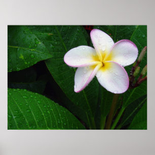 Yellow & White Hawaiian Plumeria Flower Poster