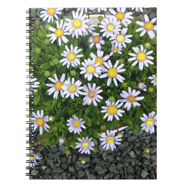 Yellow White Margarita Flowers with Grey Pebbles Notebook (Front)
