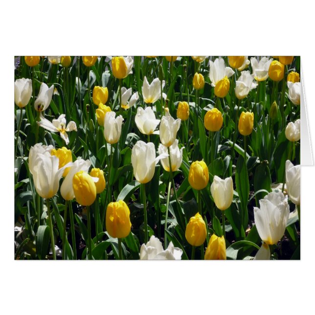 yellow white tulips (Front Horizontal)