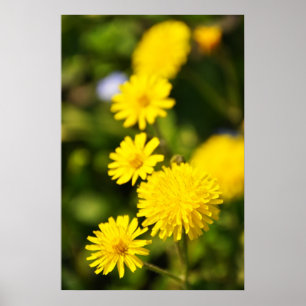 Yellow Wild Flower Photo Poster