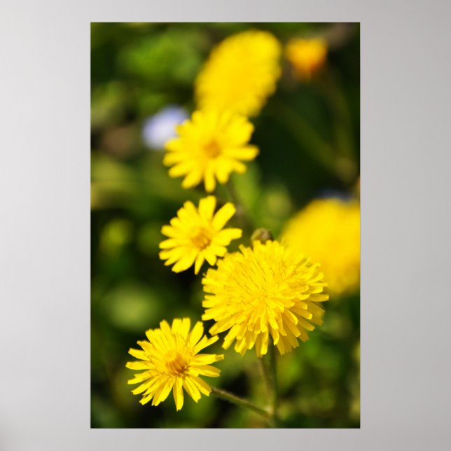 Yellow Wild Flower Photo Poster (Front)
