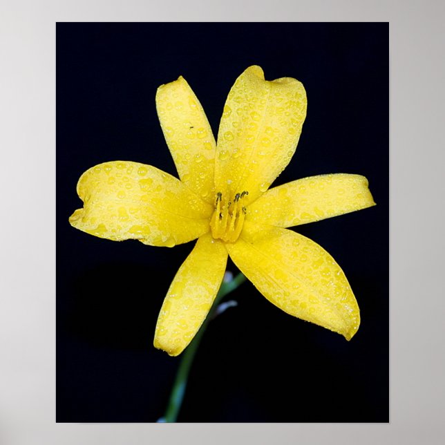 Yellow wild flower poster (Front)