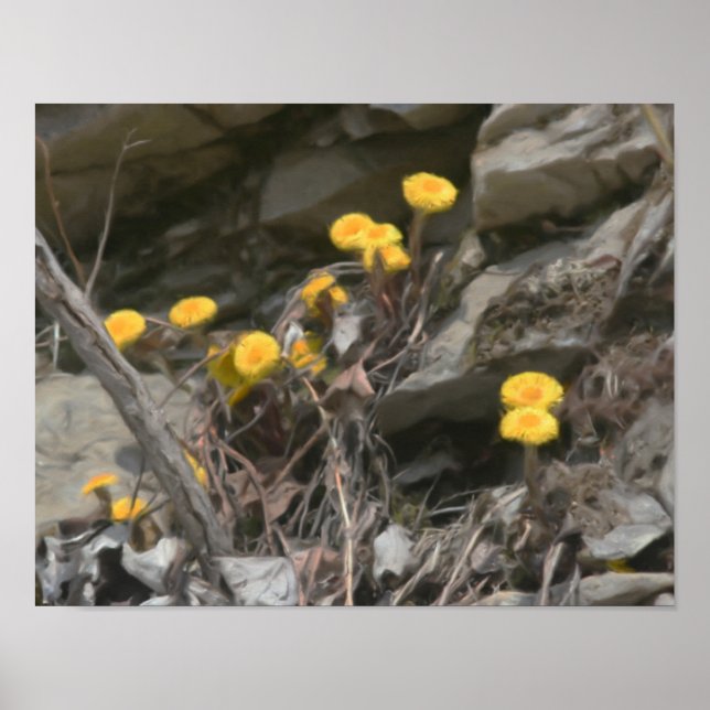 Yellow Wild Flowers In Rocks Oil Painting Poster (Front)