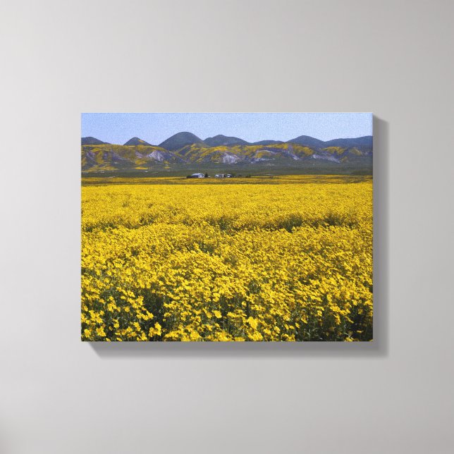 Yellow Wildflower Field Landscape Canvas Print (Front)