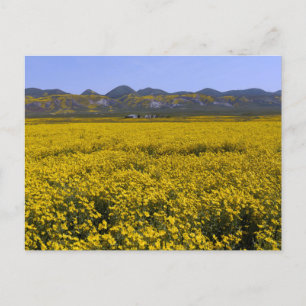Yellow Wildflower Field Landscape Postcard