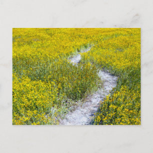 Yellow Wildflower Field Postcard