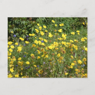 Yellow Wildflowers DIY Postcard