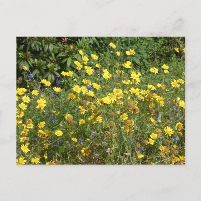 Yellow Wildflowers DIY Postcard (Front)