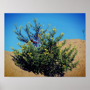 Yellow Wildflowers In Sand  Poster