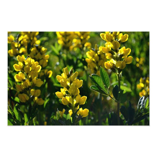 Yellow Wildflowers in the Sandia Mountains Photo Print (Front)