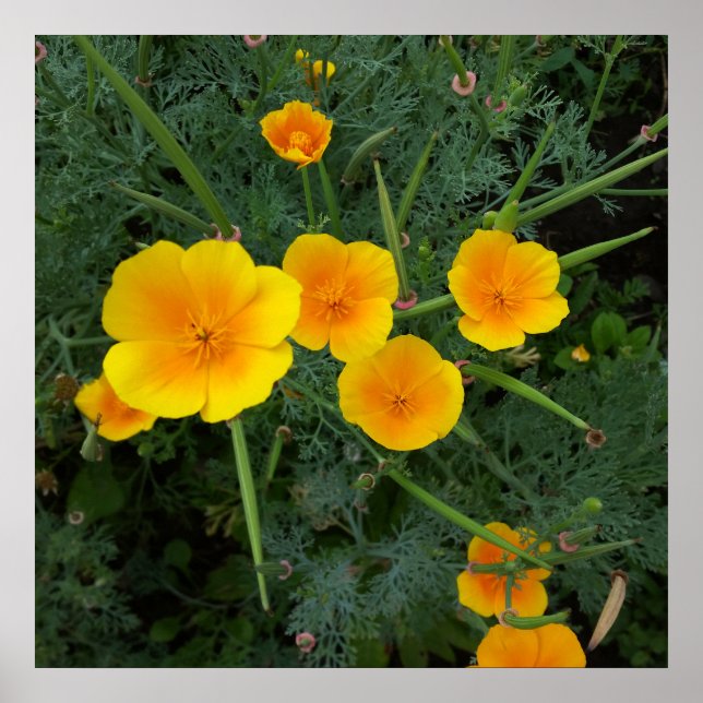 yellow wildflowers poster (Front)