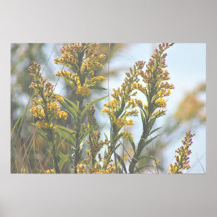 Yellow Wildflowers Poster