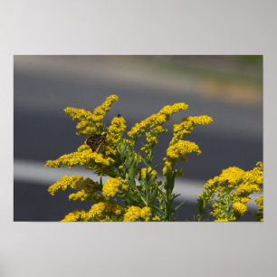 Yellow Wildflowers with Butterfly Poster