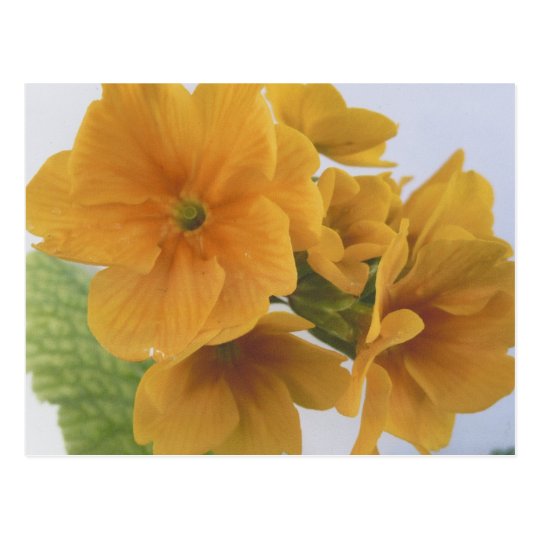 Yellow Winter Flowering Pansy Postcard