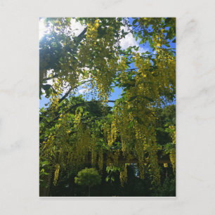 Yellow Wisteria Postcard