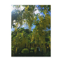 Yellow Wisteria