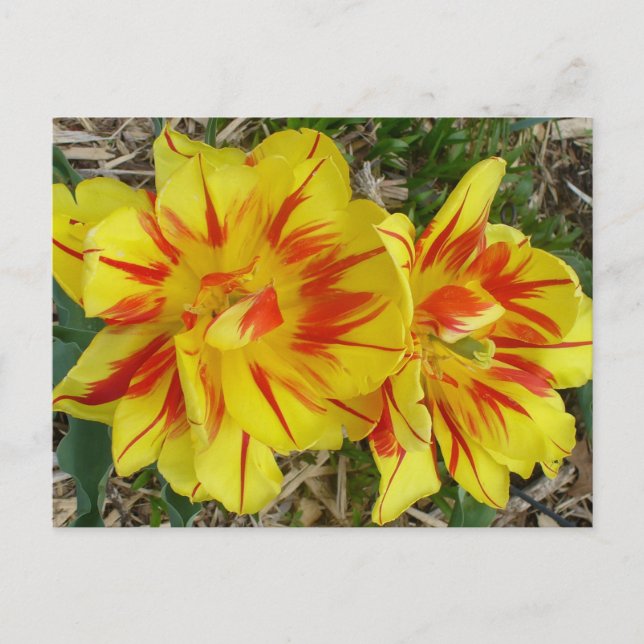 Yellow with Red Striped Flower Postcard (Front)