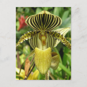 Yellow Zebra Stripes Orchid Postcard
