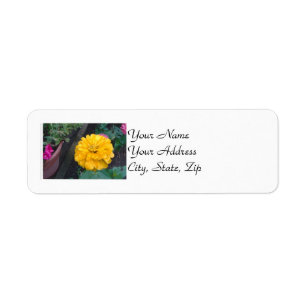 Yellow Zinnia