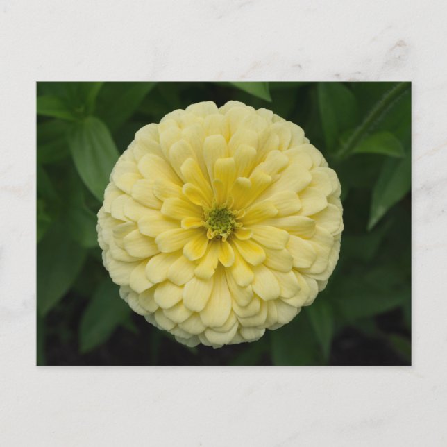 Yellow Zinnia Flower Postcard (Front)