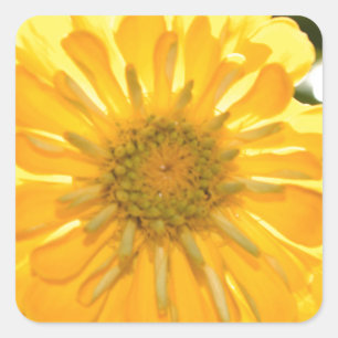 Yellow zinnia, yellow daisy, yellow flower square sticker