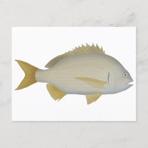 Yellowfin Bream Postcard