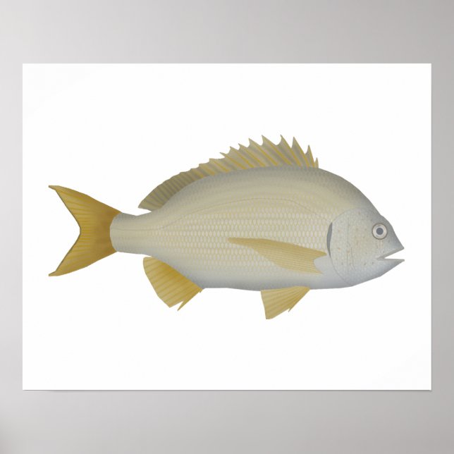 Yellowfin Bream Poster (Front)