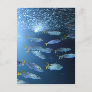 Yellowfin Tuna Postcard