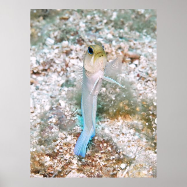 Yellowhead Jawfish Poster (Front)