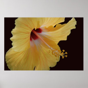 YellowHibiscus114 Poster
