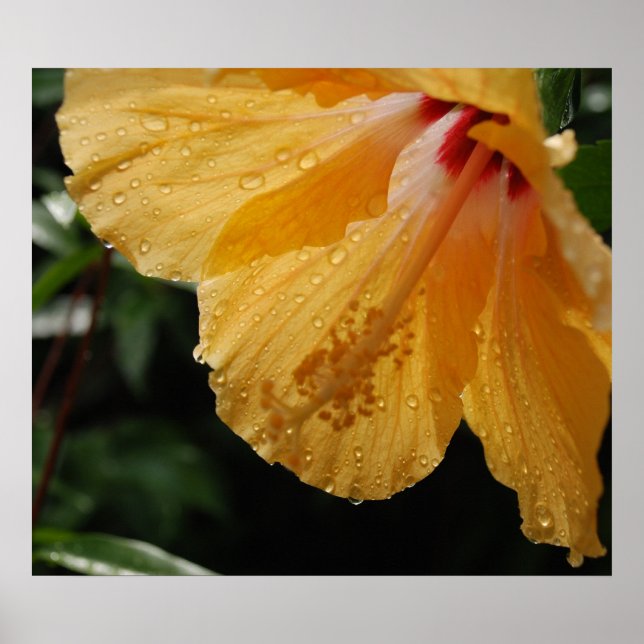 YellowHibiscus70 Poster (Front)