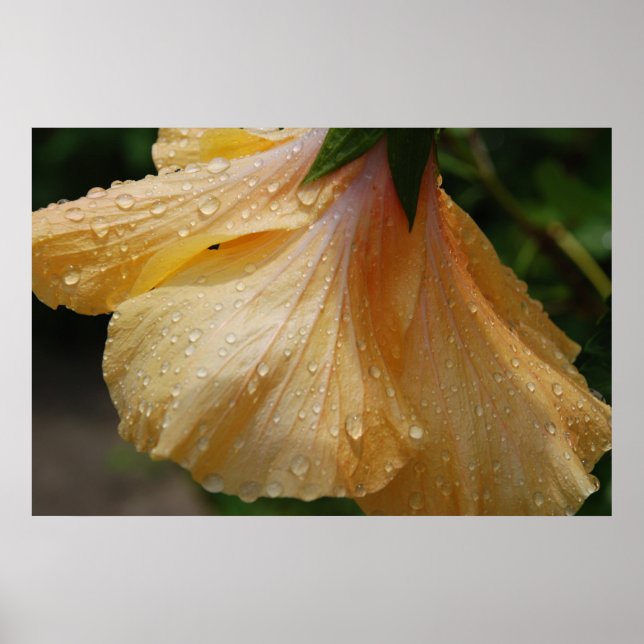 YellowHibiscus75 Poster (Front)