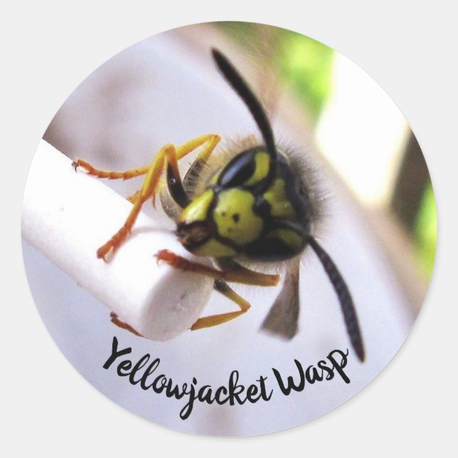 Yellowjacket Wasp (Vespulae) Cute Face Classic Round Sticker (Front)