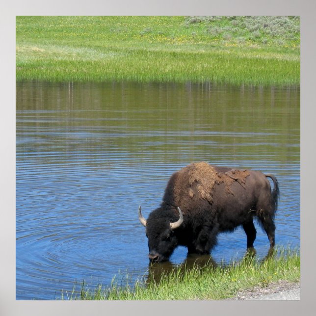 Yellowstone American Bison in Pond Poster (Front)