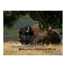 Yellowstone - American Bison poster