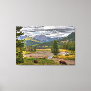 Yellowstone Bison Canvas Print