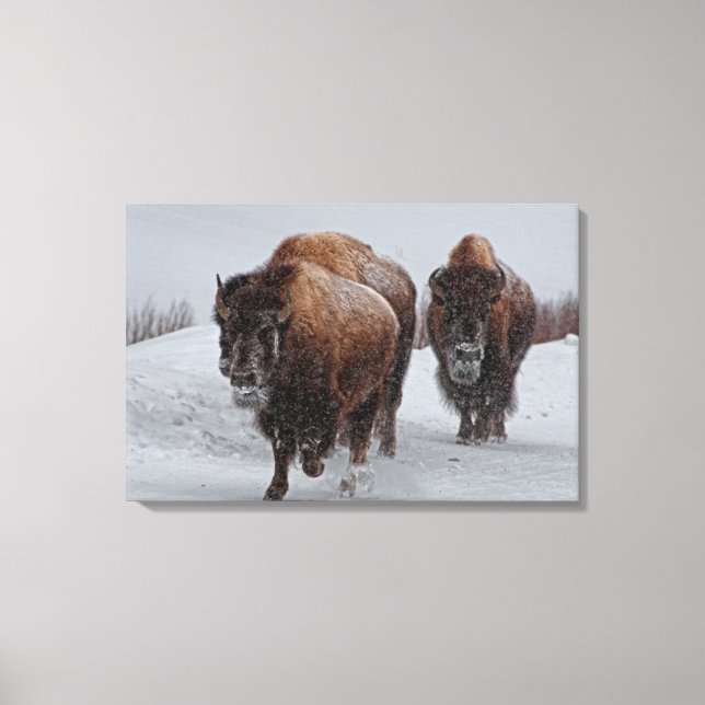 Yellowstone Bison Canvas Print (Front)