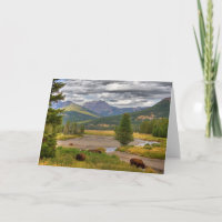 Yellowstone Bison