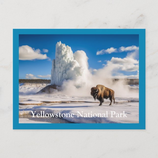 Yellowstone Bison & Geyser Postcard (Front)